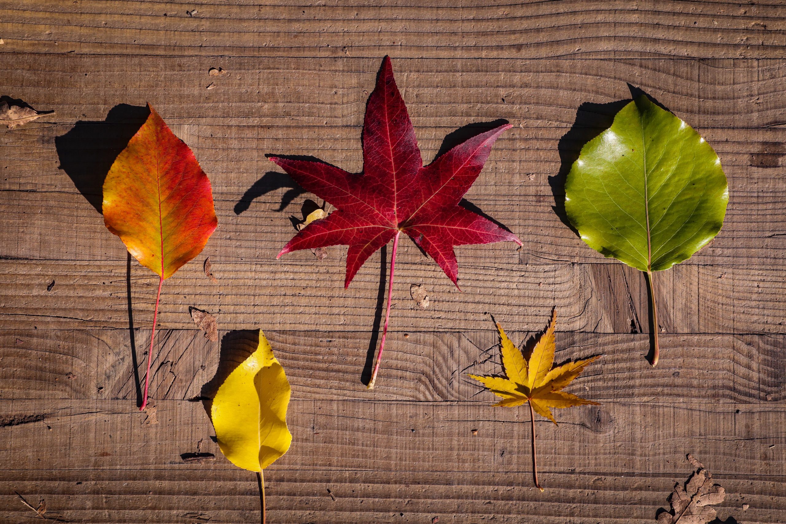 A group of leaves on a wooden surface in New Braunfels, Texas.