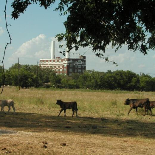 A group of cows grazing in a field near Mayfair homes.