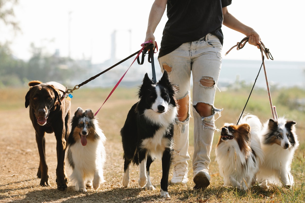 a woman walking five different dogs on leashes