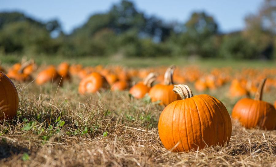A group of pumpkins in a field.