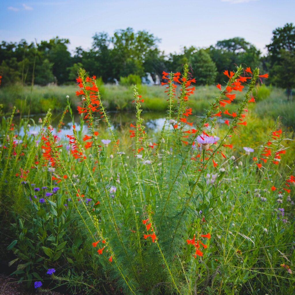 Xeriscaping - Headwaters at the Comal